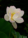 002-13-瑞光蓮20240710-0117