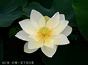 002-02-巨椋・五丁田白花20240710-0015