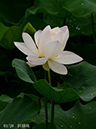 002-03-巨椋斑20240710-0176