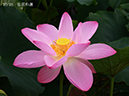 002-10-皇居和蓮20240717-0073