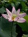 002-09-皇居和蓮20240719-0083