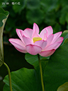 002-10-福の花20240720-0095