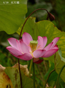 002-04-紅灯籠20240727-0040