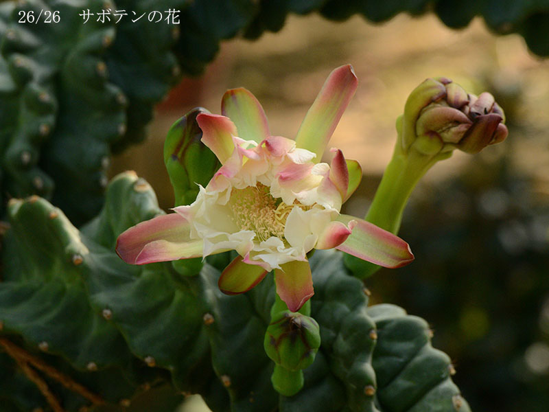 004-26-サボテンの花20240728-0121