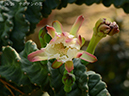 004-26-サボテンの花20240728-0121