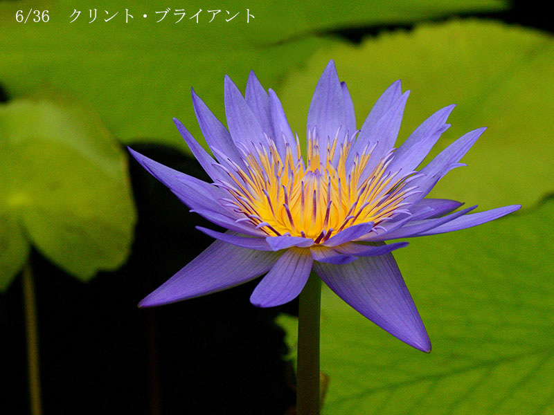 004-06-クリント・ブライアント20240730-0177