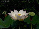 002-14-瑞光蓮20240730-0069