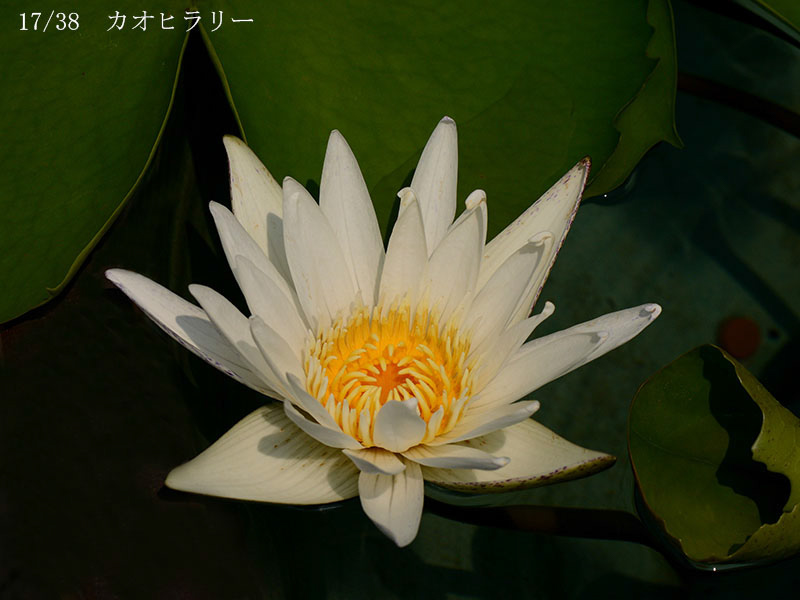 004-17-カオヒラリー20240803-0176