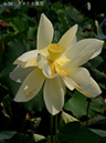 002-03-アメリカ黄花20240803-0010