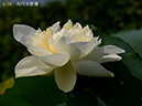 002-05-西円寺青蓮20240806-0017