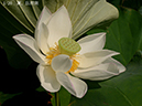 005-01-巨椋斑20240814-0002