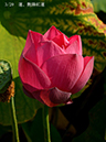 005-03-艶陽紅蓮20240814-0018