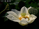 005-04-輪王蓮20240814-0022