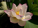 005-09-瑞光蓮20240814-0042