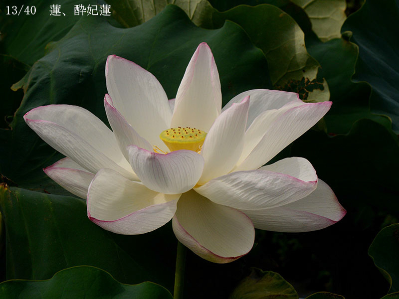 002-13-酔妃蓮20240816-0086