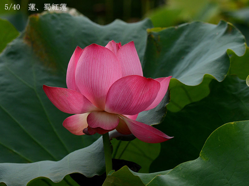 002-05-蜀紅蓮20240816-0039
