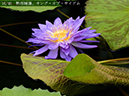 002-16-キング・オブ・サイアム20240816-0094