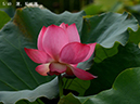 002-05-蜀紅蓮20240816-0039