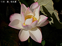 002-07-瑞光蓮20240822-0025