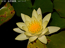 002-18-ムーレイ20240911-0120