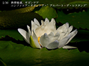 002-02-ギガンテア（白花）20240911-0030