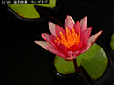 002-34-サンギネア20240915-0180