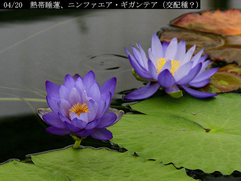 %_tempFileName02-04-20250224-0083%
