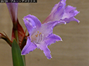 %_tempFileName02-18-20250224-0254%