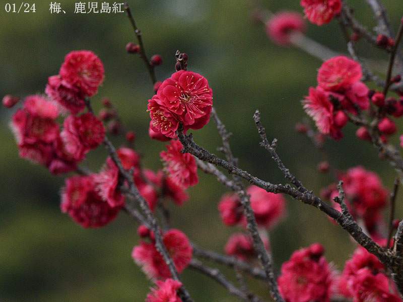 02-01鹿児島紅20250228-0002