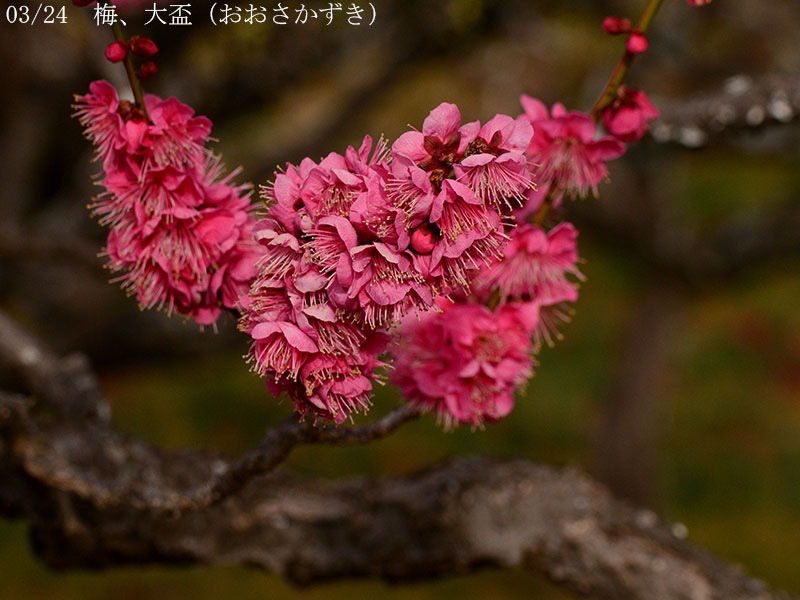 02-03大盃20250228-0052