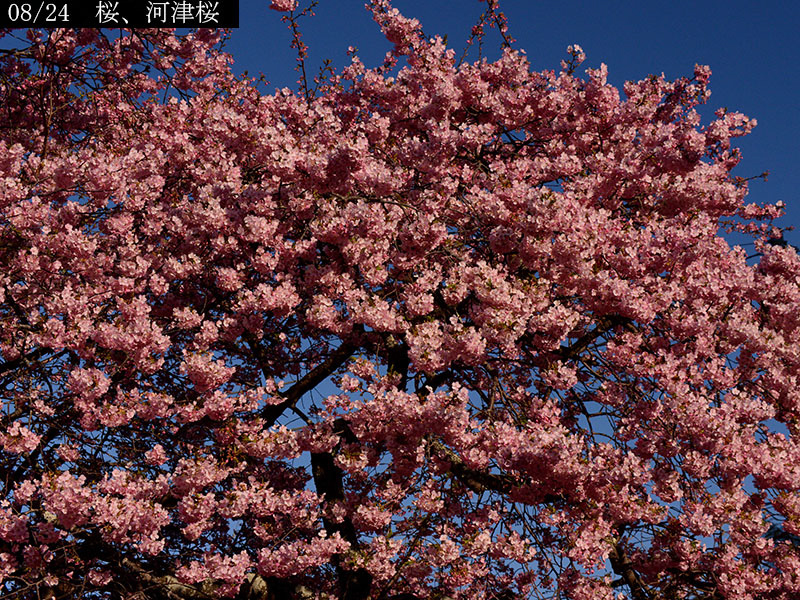 02-08河津桜20250301-0043