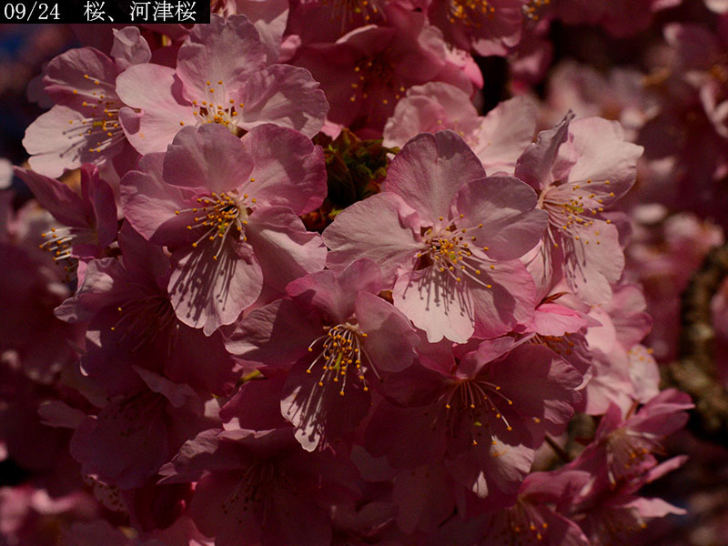 02-09河津桜20250301-0058