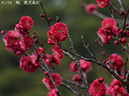 02-01鹿児島紅20250228-0002