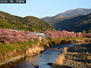 02-10河津桜20250301-0010