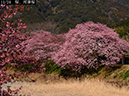 02-11河津桜20250301-0736