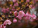 02-05舘山寺桜20250228-0259