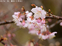 02-06雛桜(古里桜)20250228-0389
