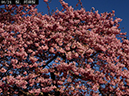02-08河津桜20250301-0043