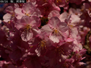 02-09河津桜20250301-0058