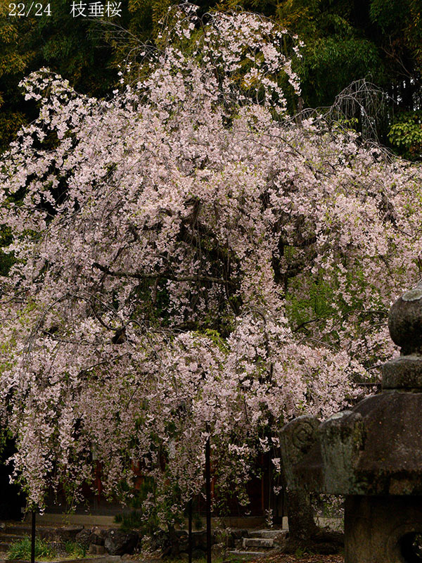 02-22枝垂桜20250418-0175