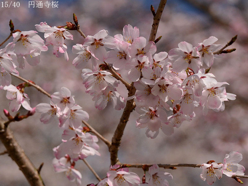 02-15円通寺桜20250403-0415