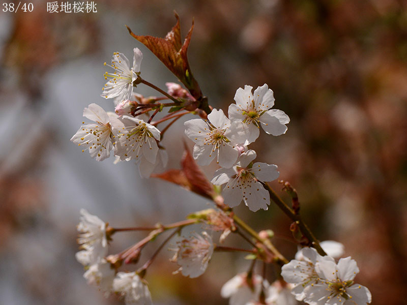 02-38暖地桜桃20250403-0732