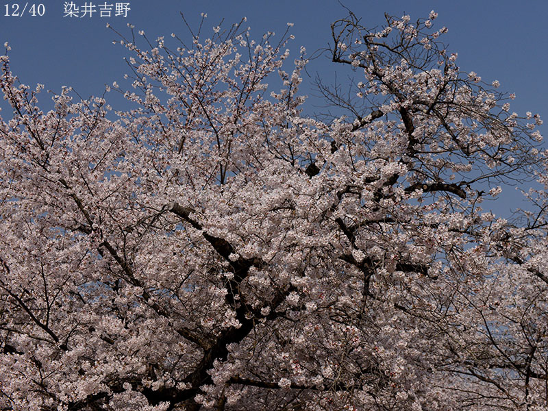 02-12染井吉野20250407-0001