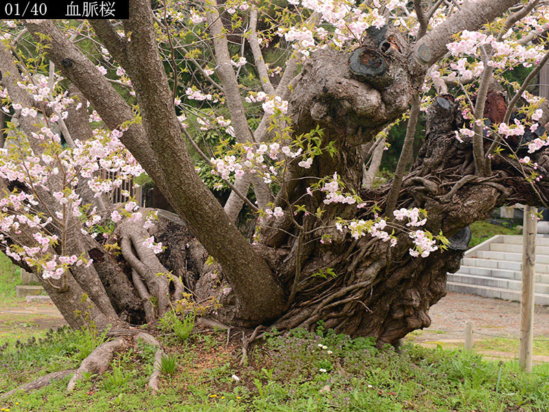 02-01血脈桜20250426-0251
