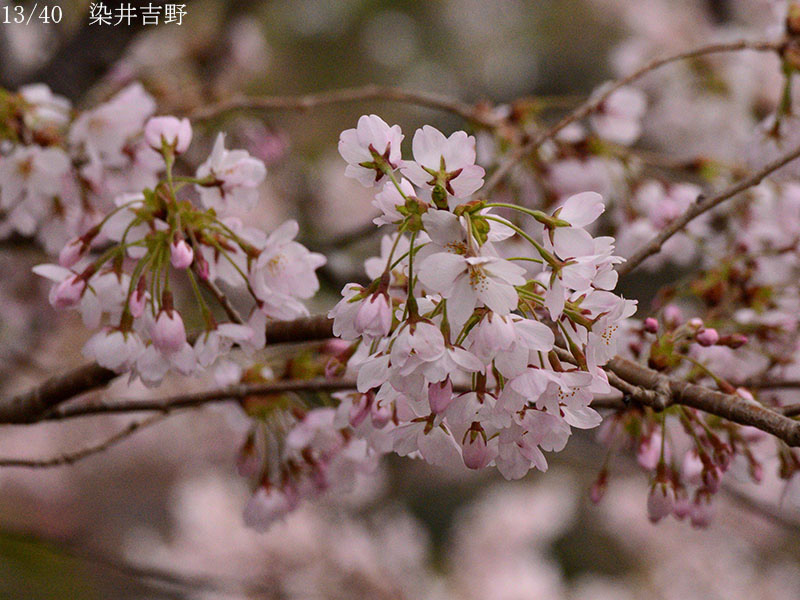 02-13染井吉野20250426-0316