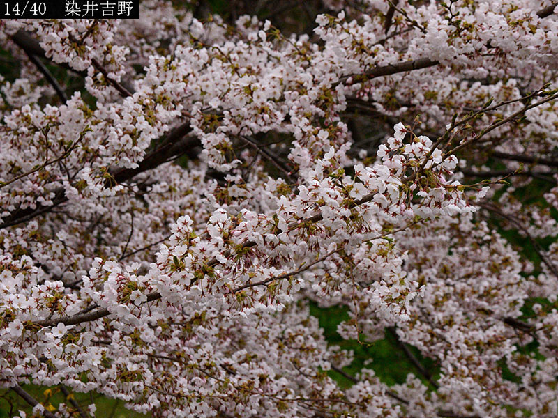 02-14染井吉野20250426-0325