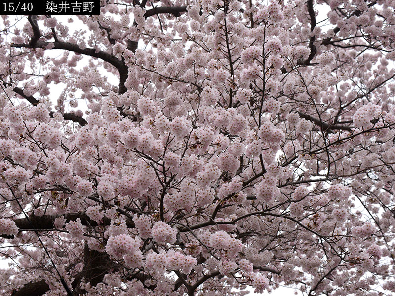 02-15染井吉野20250426-0166