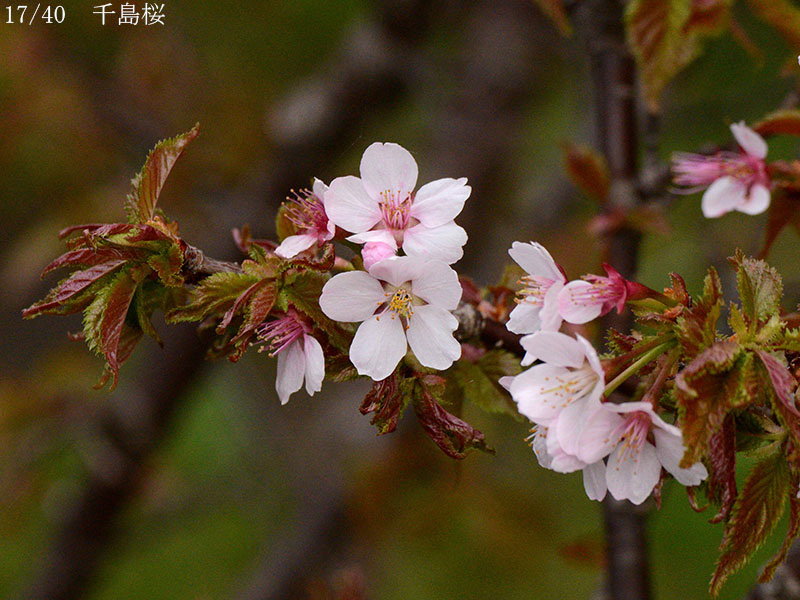 02-17千島桜20250426-0580