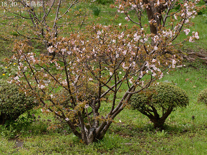 02-18千島桜20250426-0604