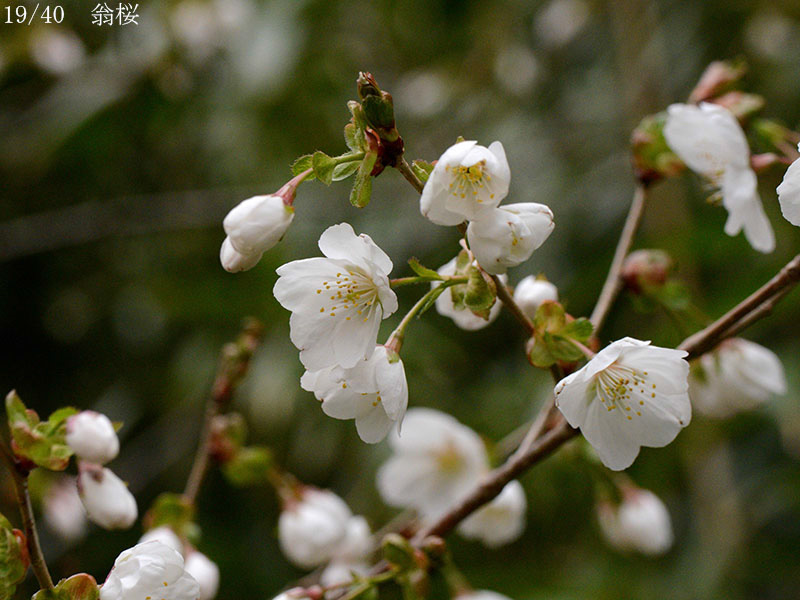 02-19翁桜20250426-0444